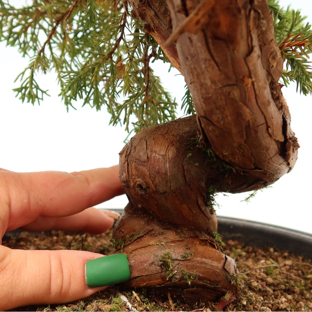 Kültéri bonsai - Juniperus chinensis Itoigawa-Juniperus chinensis