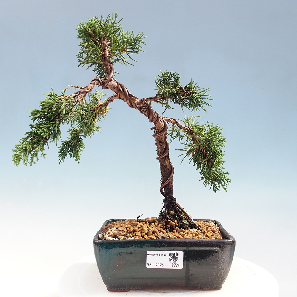 Kültéri bonsai - Juniperus chinensis Kishu