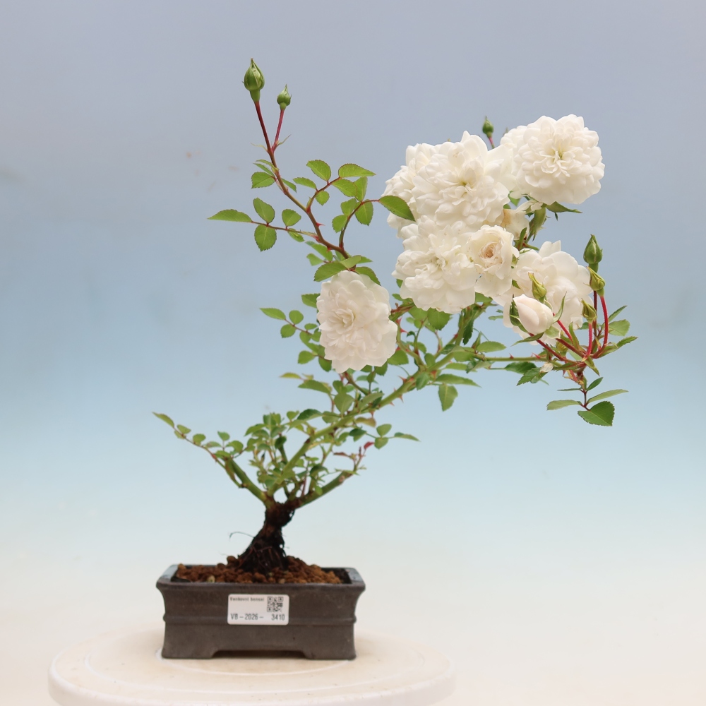Kültéri bonsai - Rosa Kordes - rózsa