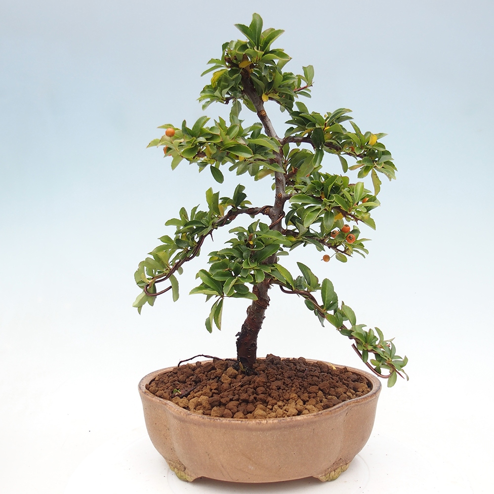 Kültéri bonsai-Pyracantha Teton - Hlox