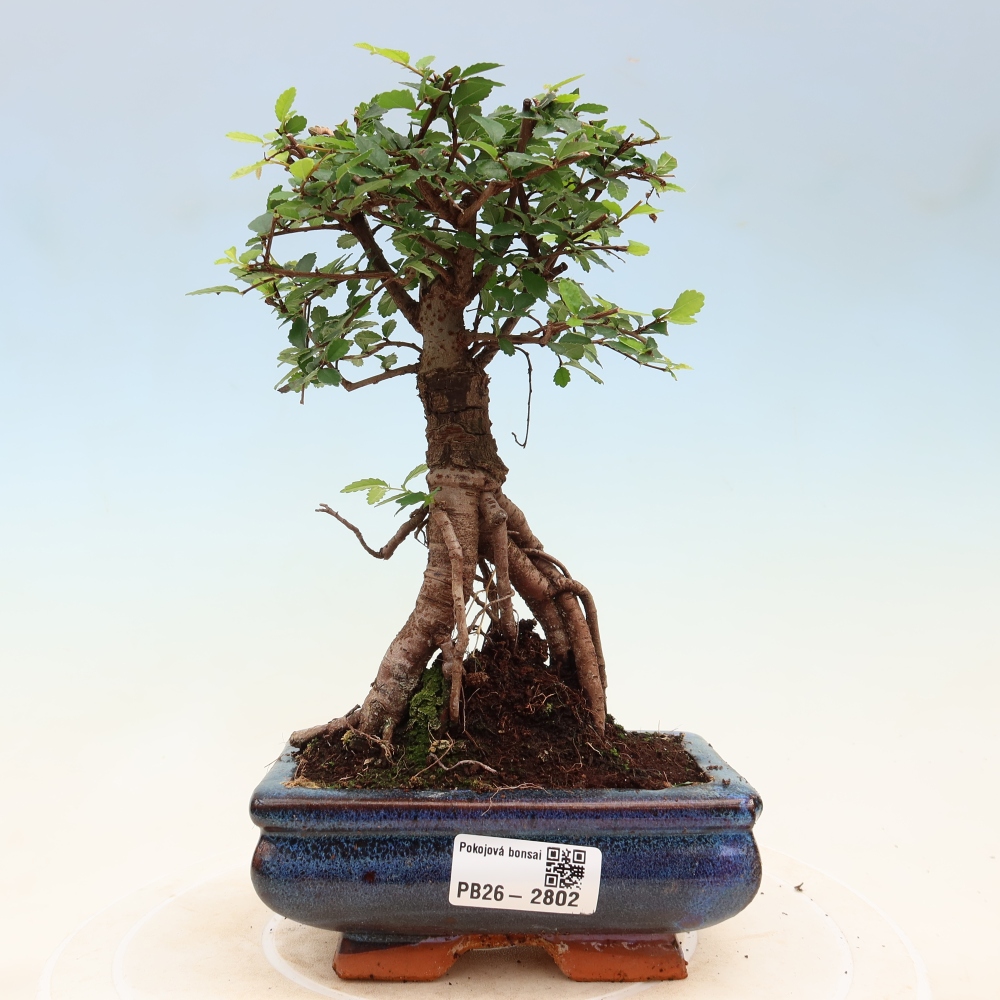 Szobai bonsai - Ulmus parvifolia - Kislevelű szilfa
