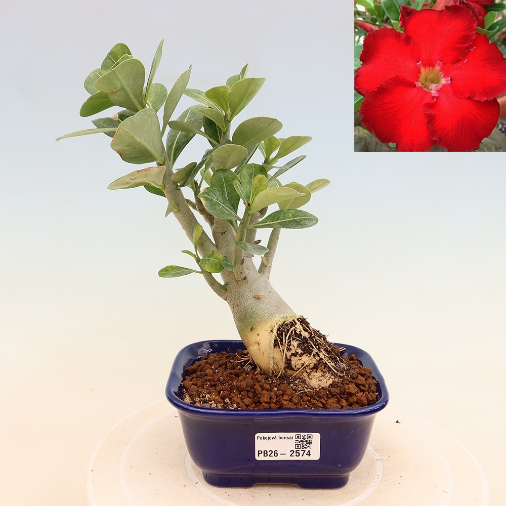 Szobabonsai – Adenium obesum Red Star – Sivatagi rózsa