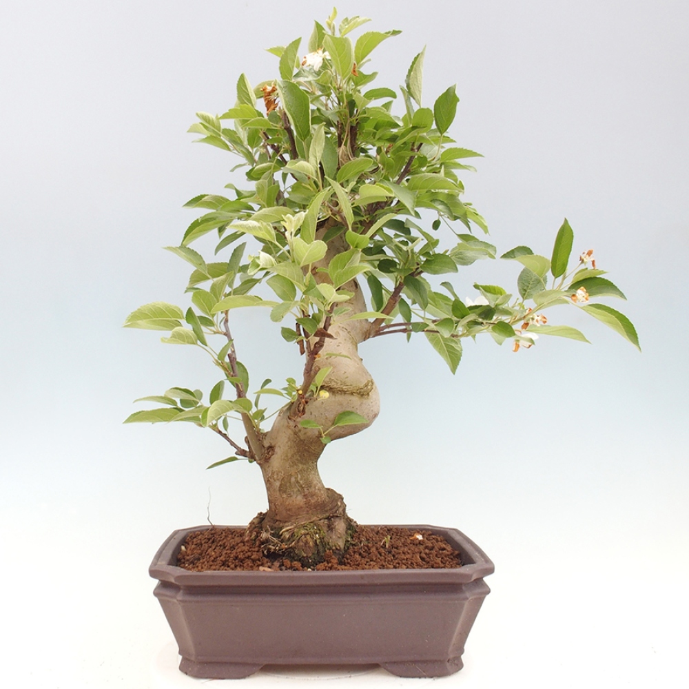 Kültéri bonsai -Malus halliana - Kis gyümölcsű almafa