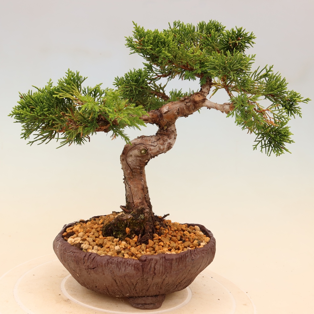 Kültéri bonsai - Juniperus chinensis Itoigawa