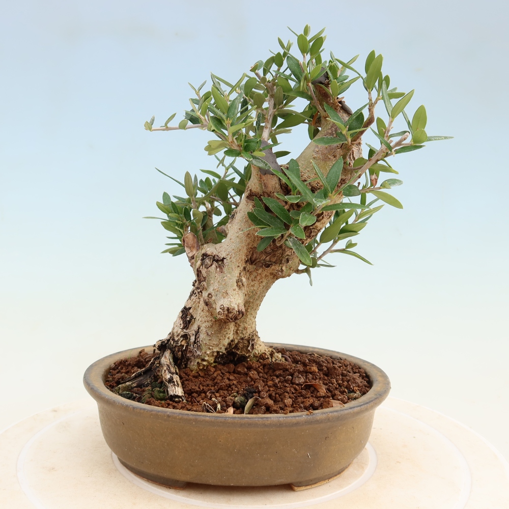 Beltéri bonsai - Olea europaea sylvestris