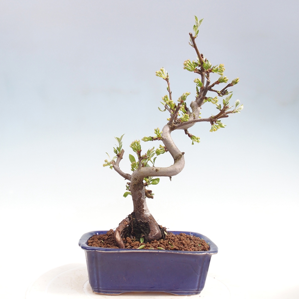Kültéri bonsai - Malus sargentii - Kis gyümölcsű almafa