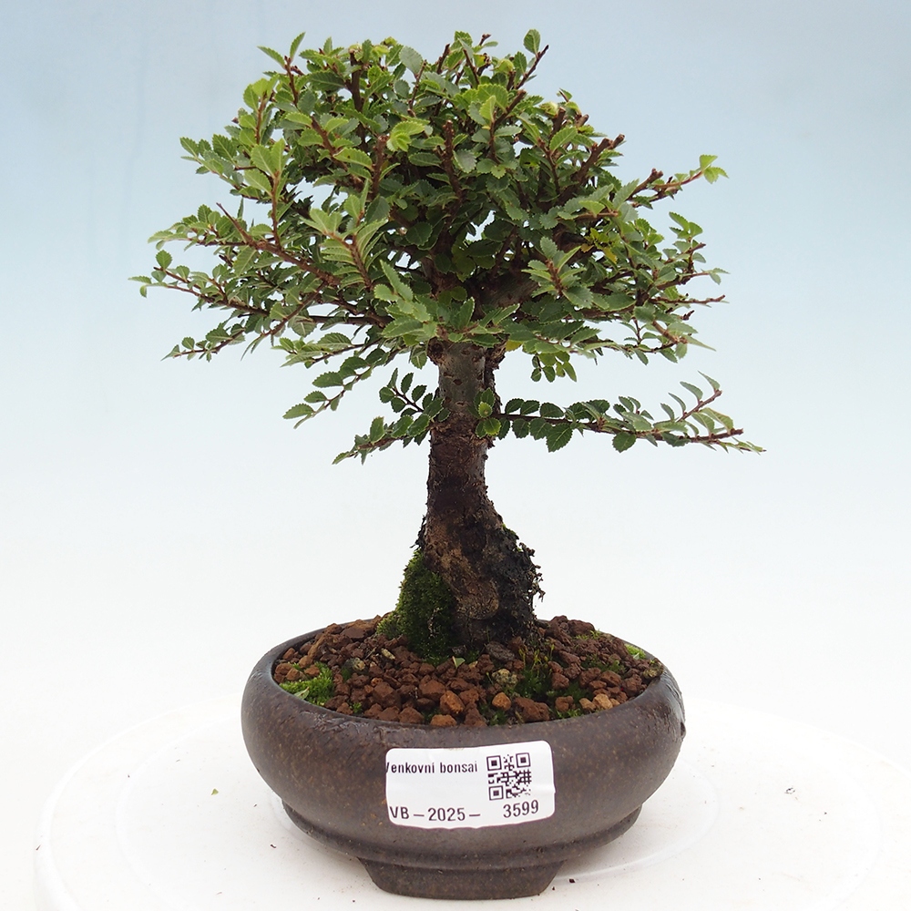 Kültéri bonsai - Ulmus parvifolia Hokkaido - Kínai szil - Ulmus parvifolia Hokkaido