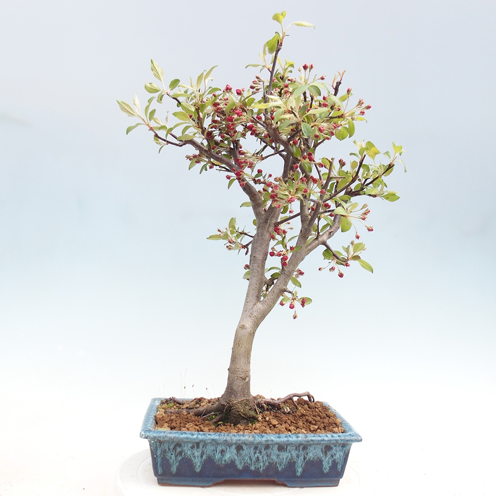 Kültéri bonsai -Malus domestica - Kis gyümölcsű piros levelű almafa