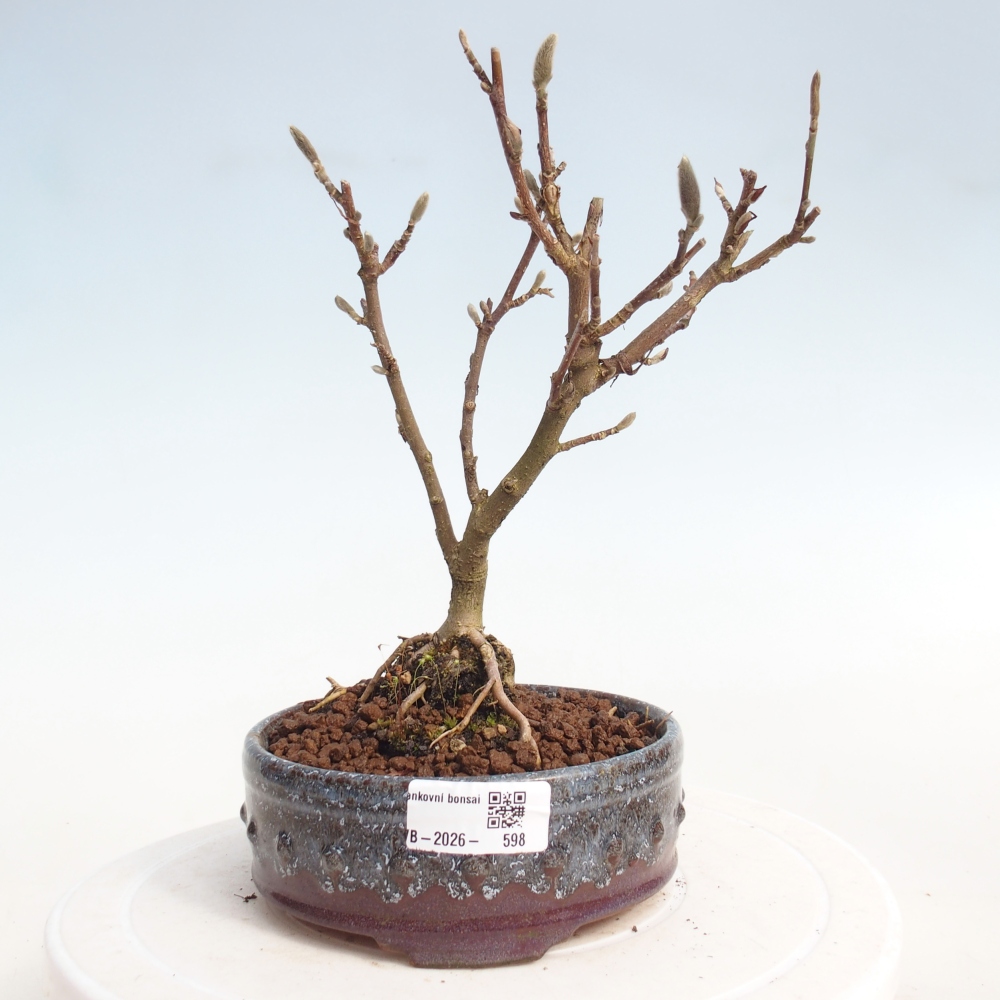 Kültéri bonsai - Magnolia stellata