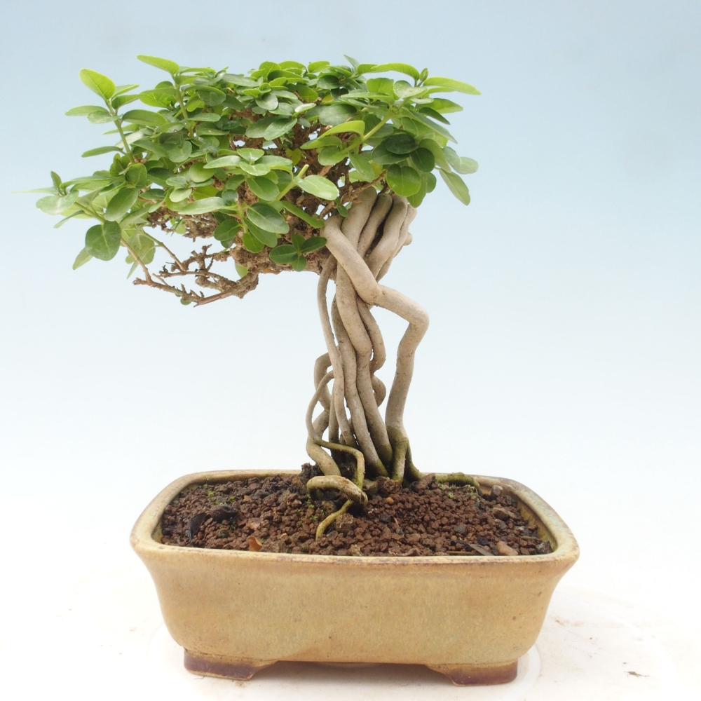 Beltéri bonsai - Premna serratifolia - Kozlovna malolista