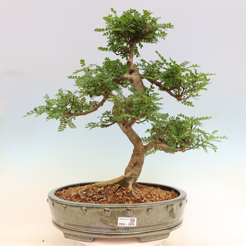 Szobai bonsai - Zantoxylum piperitum - borsfa