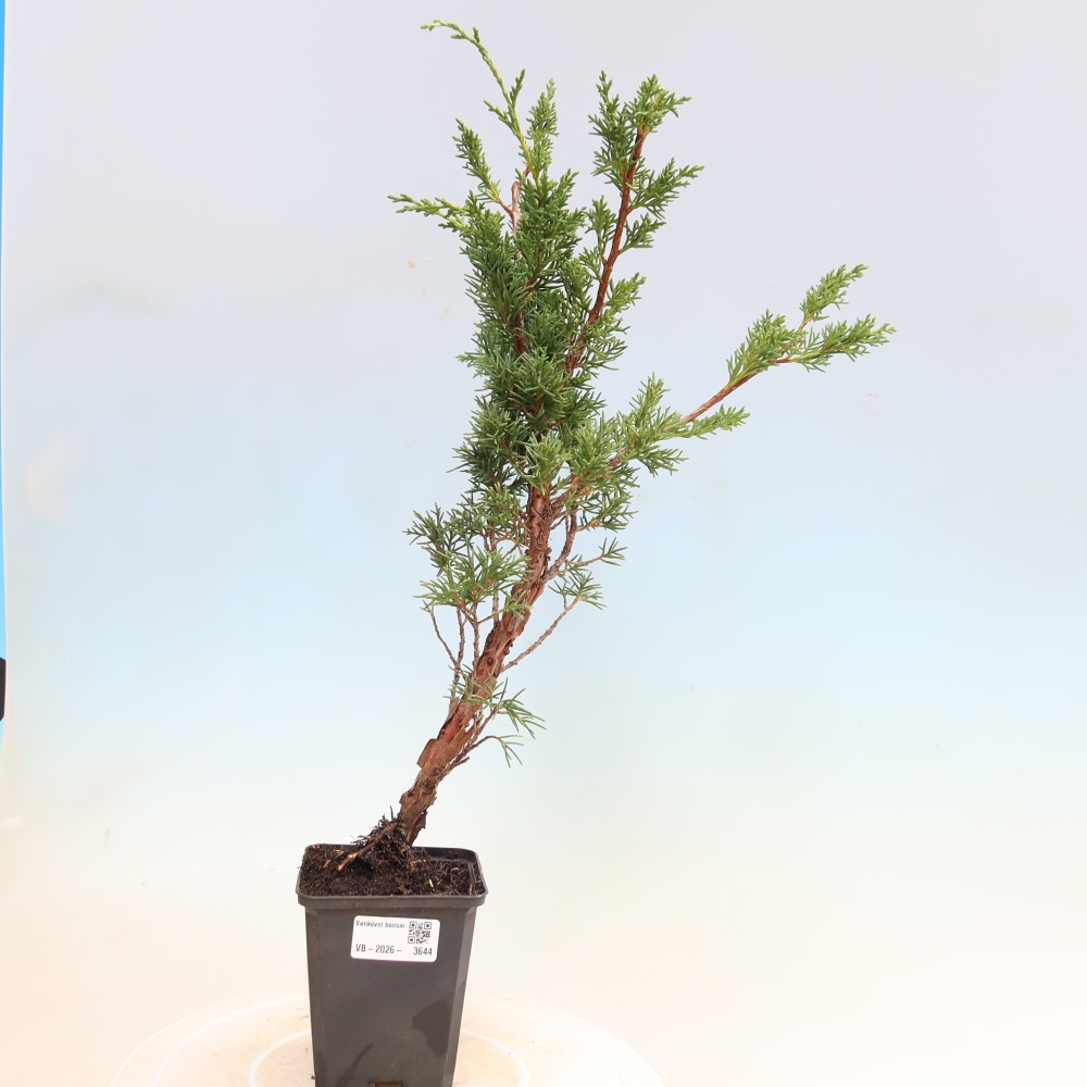 Kültéri bonsai - Juniperus chinensis Kishu