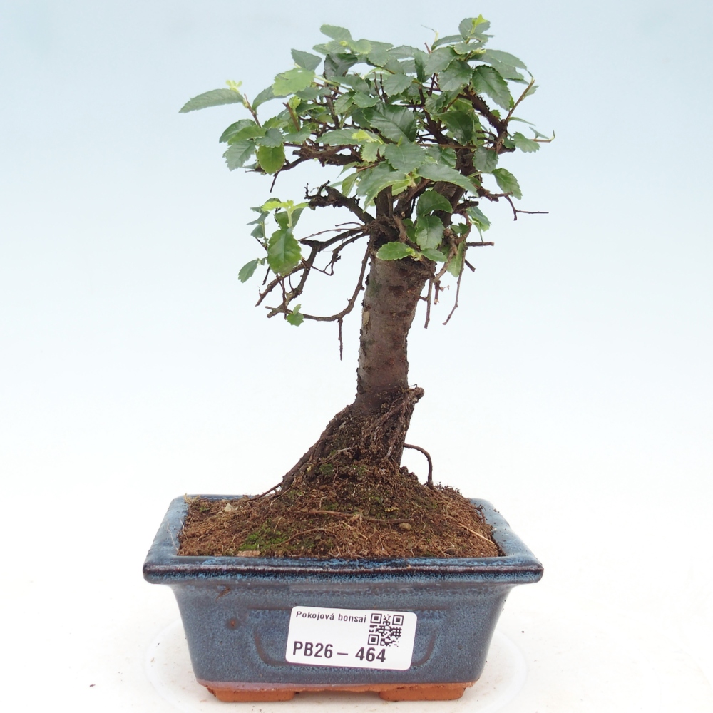 Szobai bonsai - Ulmus parvifolia - Kislevelű szilfa