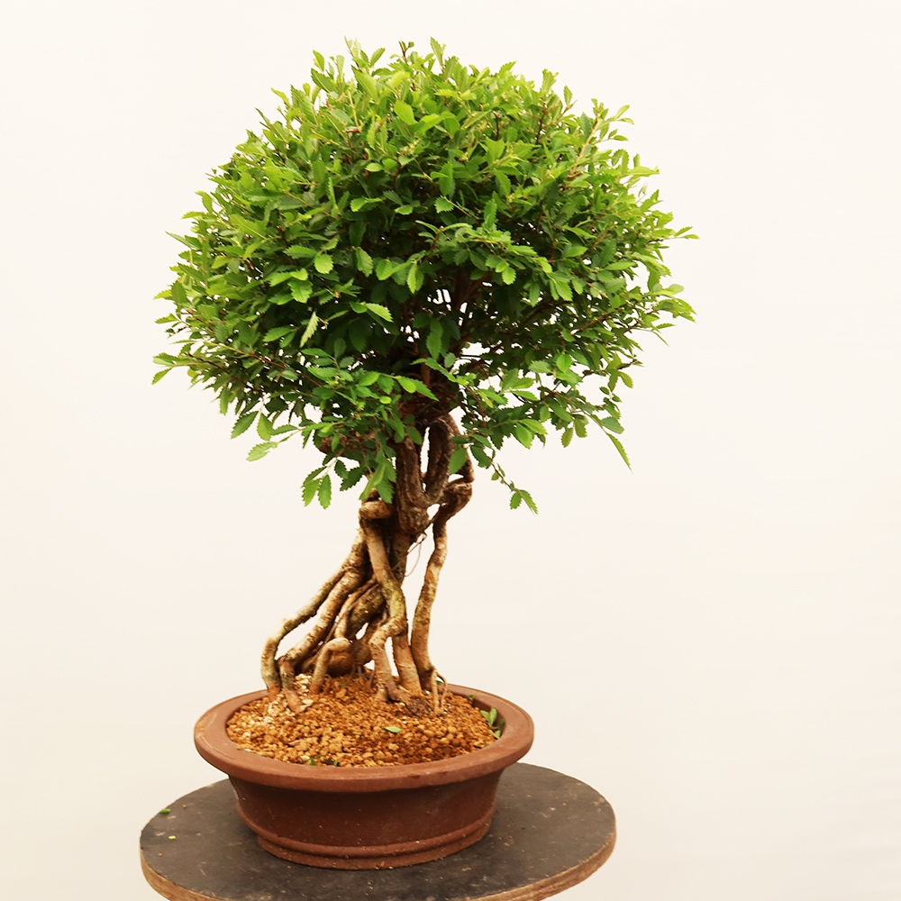 Kültéri bonsai - Zelkova - Zelkova NIRE