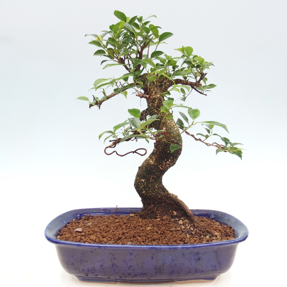 Szobai bonsai - Ficus kimmen - kislevelű fikusz