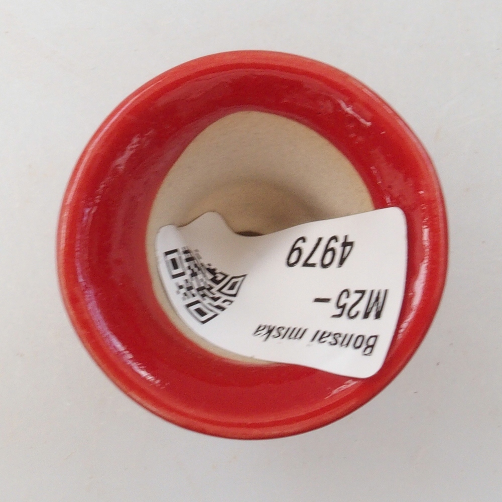 Mini bonsai tál 4 x 4 x 4 cm, piros színben