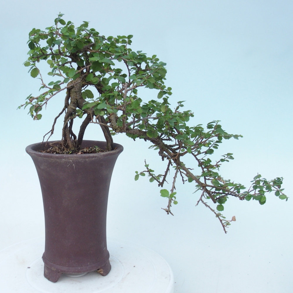 Szobai bonsai - Grewia sp. - Grewia malafolia