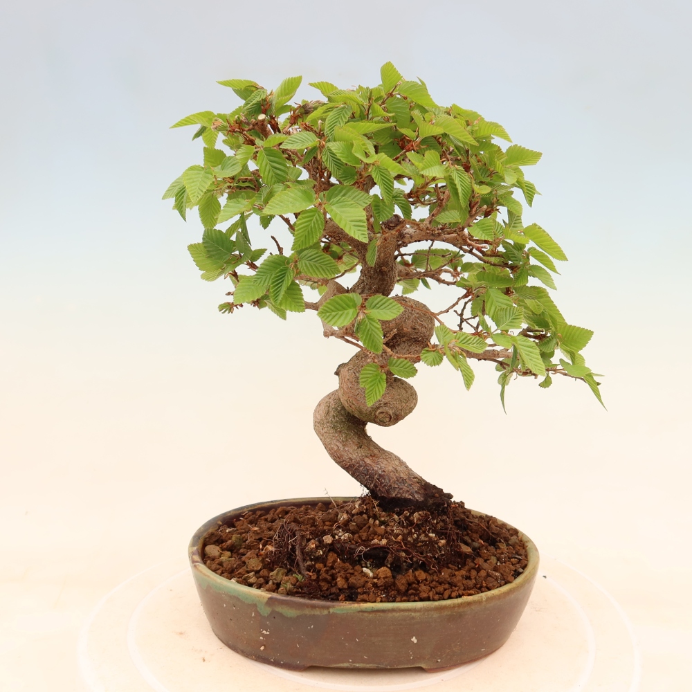 Kültéri bonsai -Carpinus Coreana - Koreai gyertyánfa