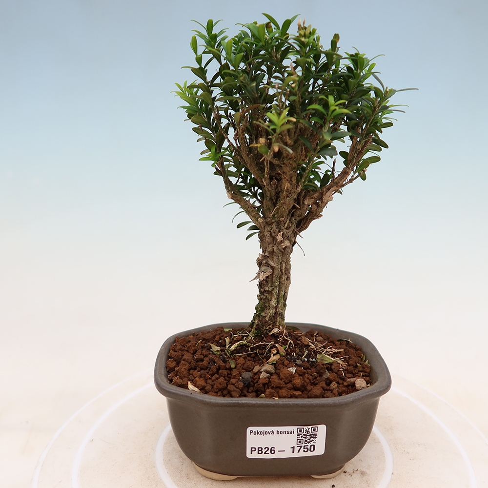 Szobai bonsai - Buxus harlandii - parafa buxus