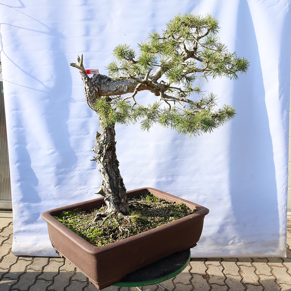 Pinus sylvestris Spanyolország – erdei fenyő
