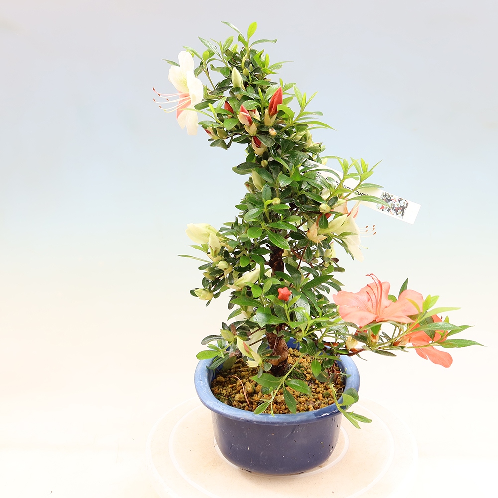 Kültéri bonsai - Japán azálea - Azálea Asahi-no-izumi