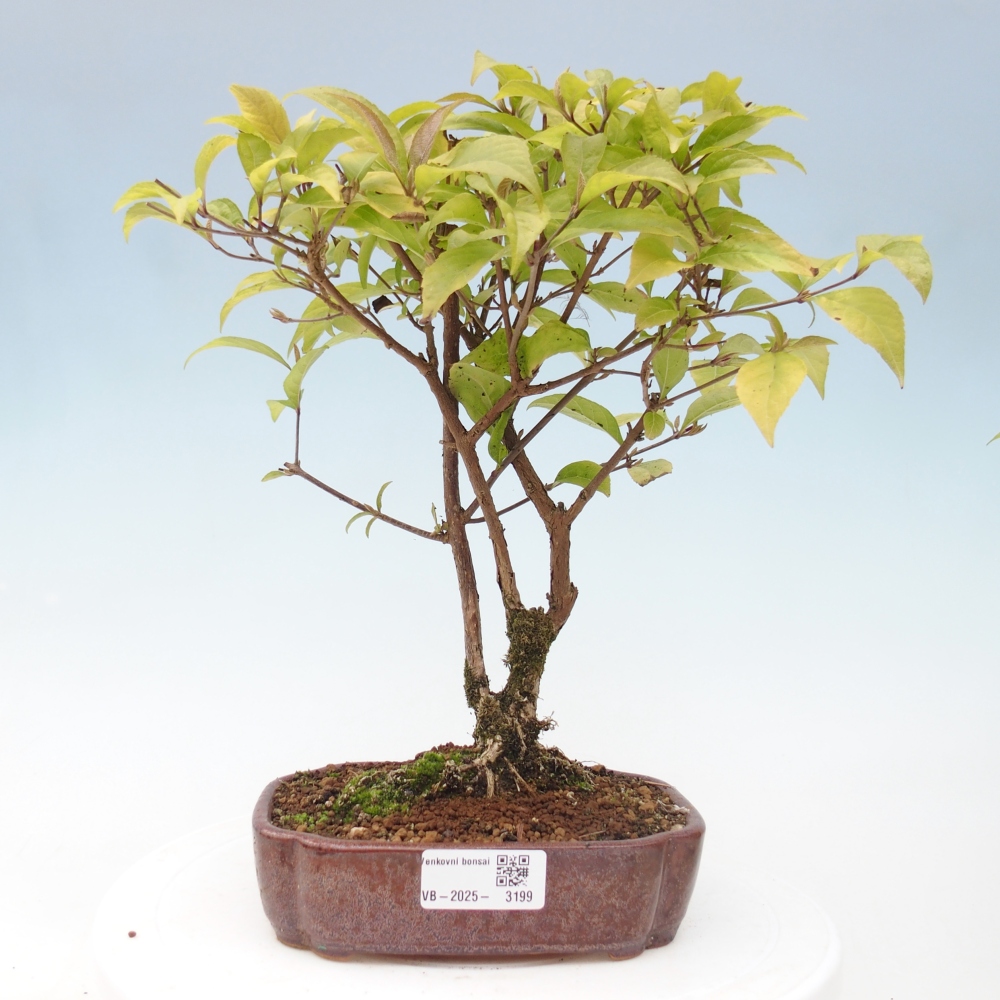 Kültéri bonsai - Callicarpa japonica