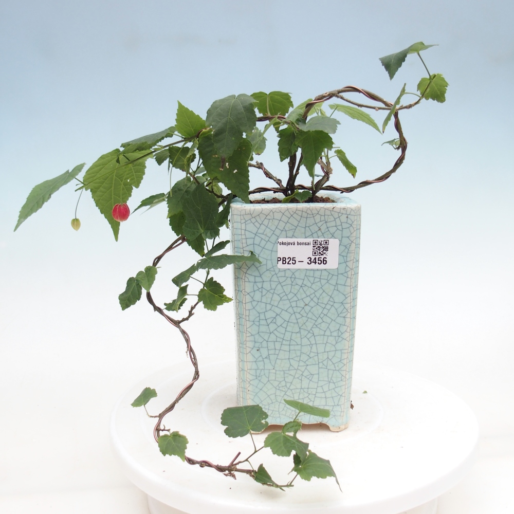 Beltéri bonsai - Abutilon Big Bell - Felhőbogyó