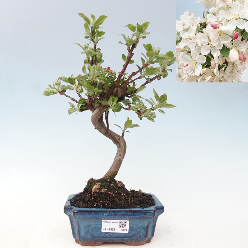 Kültéri bonsai -Malus halliana - Kis gyümölcsű almafa