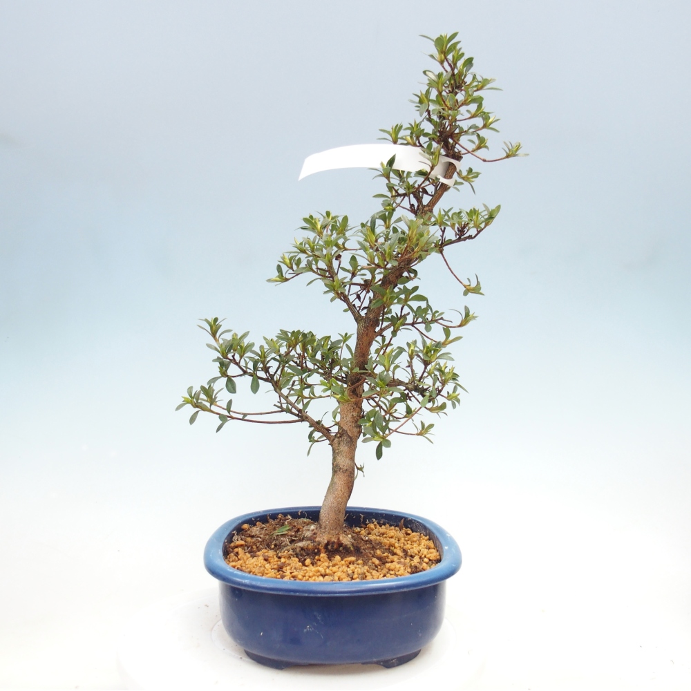 Kültéri bonsai - Japán azálea - Azalea MURASAKI