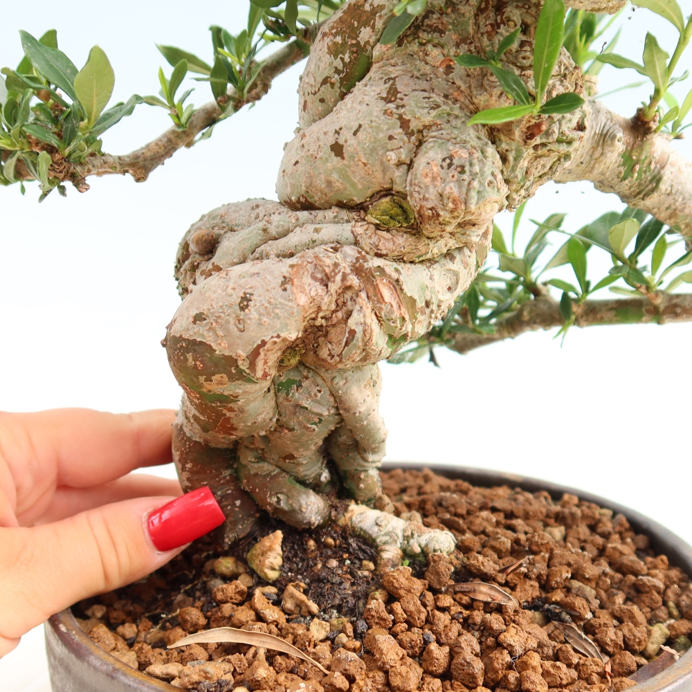 Szobai bonsai - Gardenia jasminoides-Gardenia