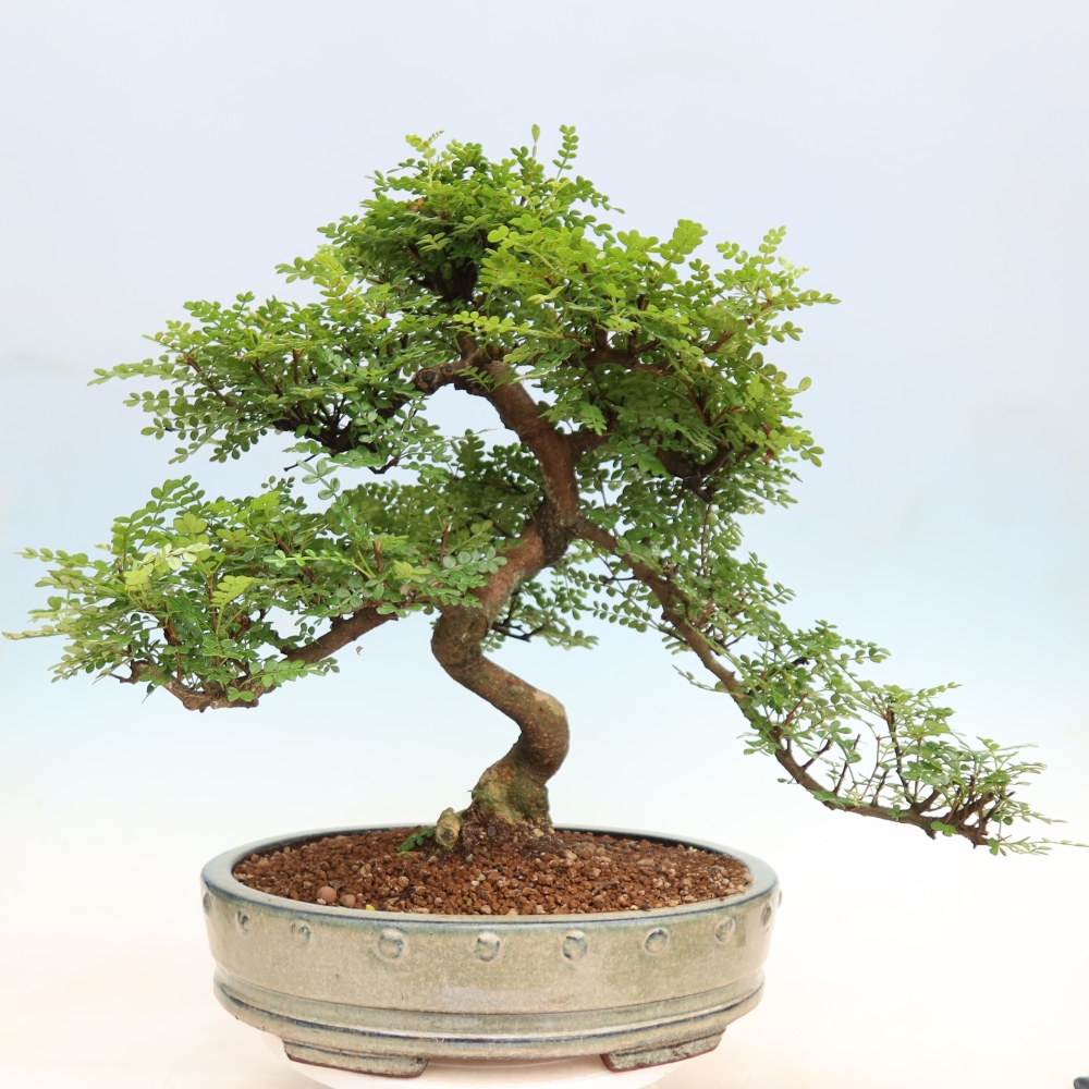 Szobai bonsai - Zantoxylum piperitum - borsfa