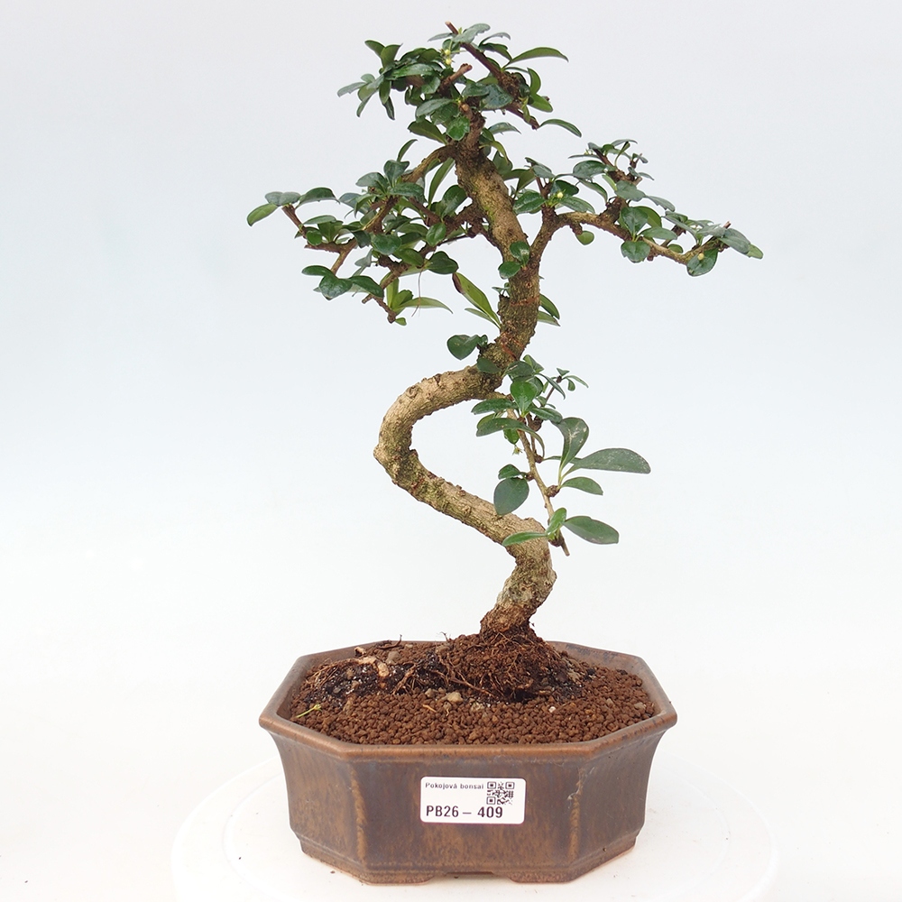 Szobai bonsai - Carmona macrophylla - Tea fuki