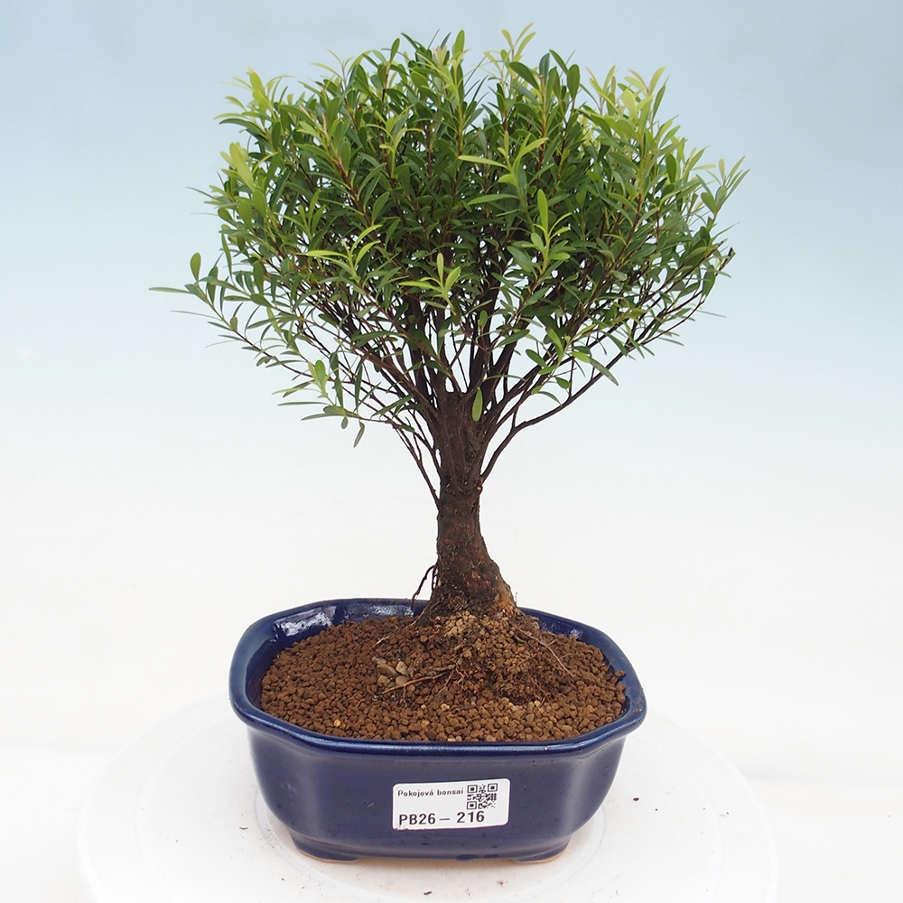 Szobai bonsai - Syzygium - Pimento