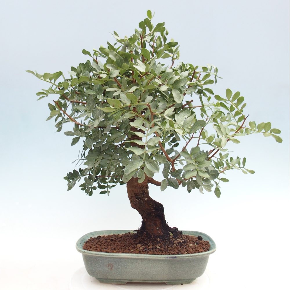 Szoba bonsai - Pisztácia