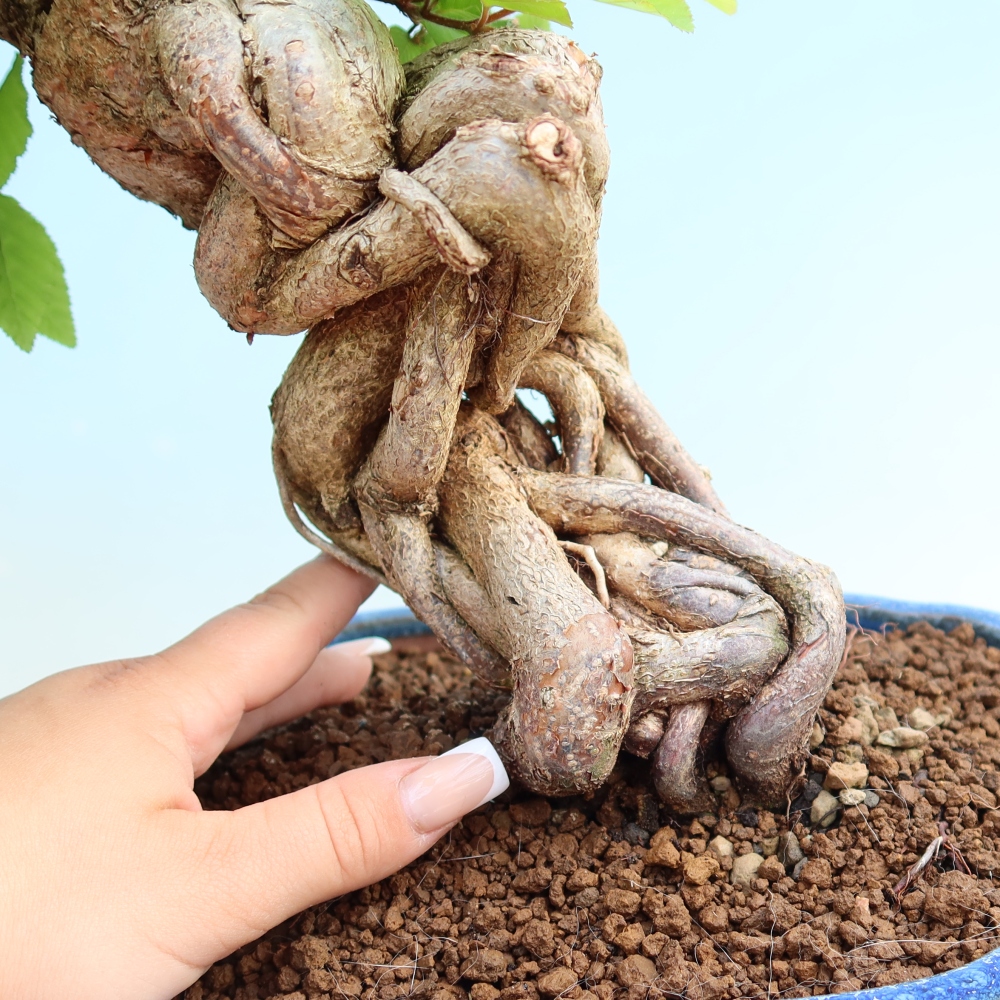Kültéri bonsai -Carpinus Coreana - Koreai gyertyánfa
