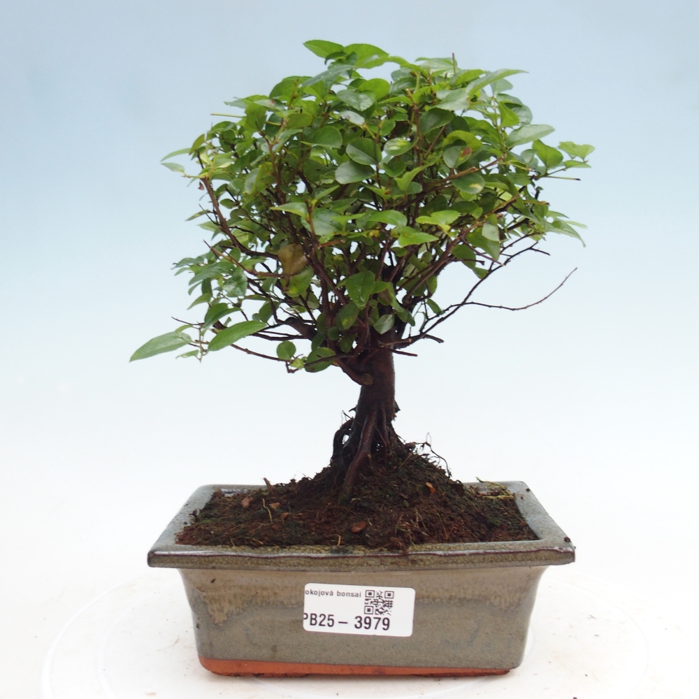 Szobai bonsai - Sageretia thea - Sageretia thea