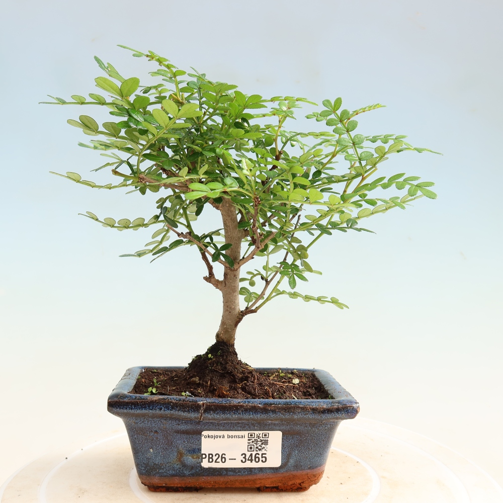 Szobai bonsai - Zantoxylum piperitum - borsfa