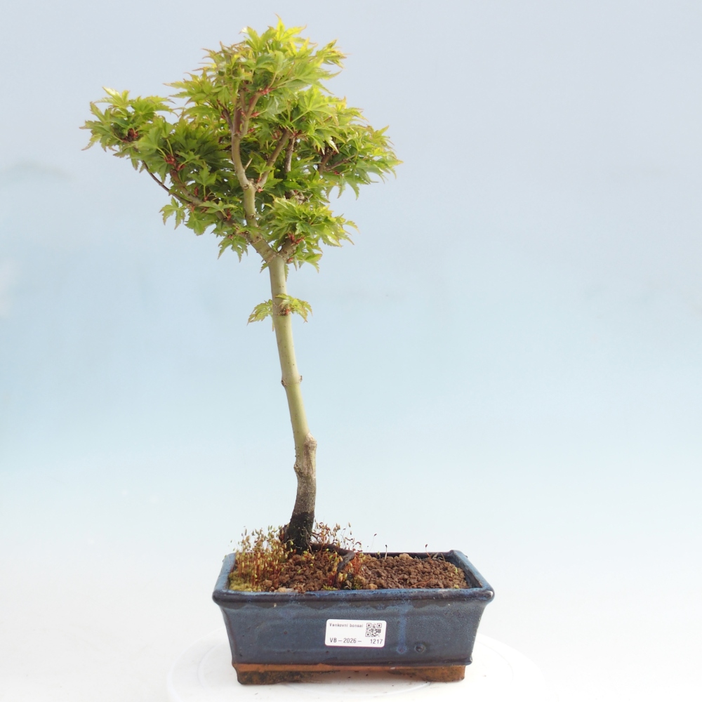 Kültéri bonsai -Javor pálma Acer palmatum Shishigashira