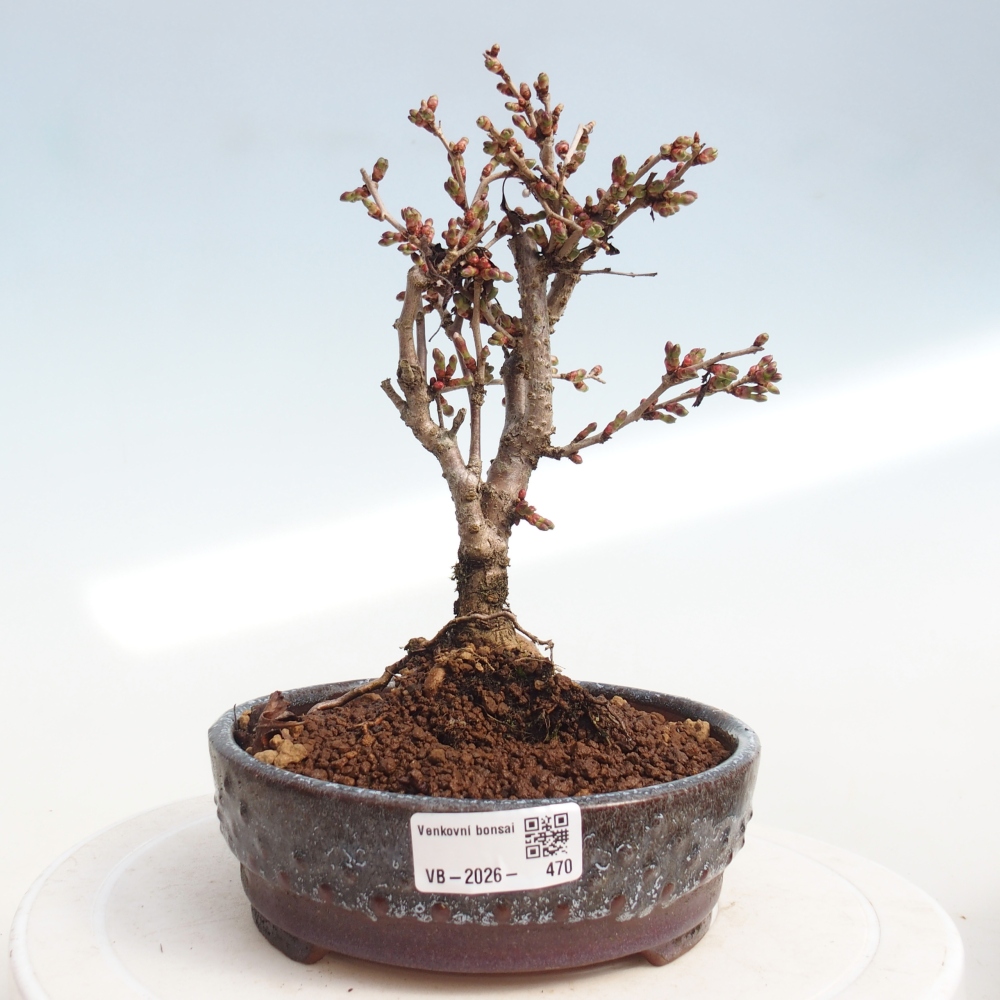 Kültéri bonsai - Prunus incisa Kojou-no mai-Plivon kivágva