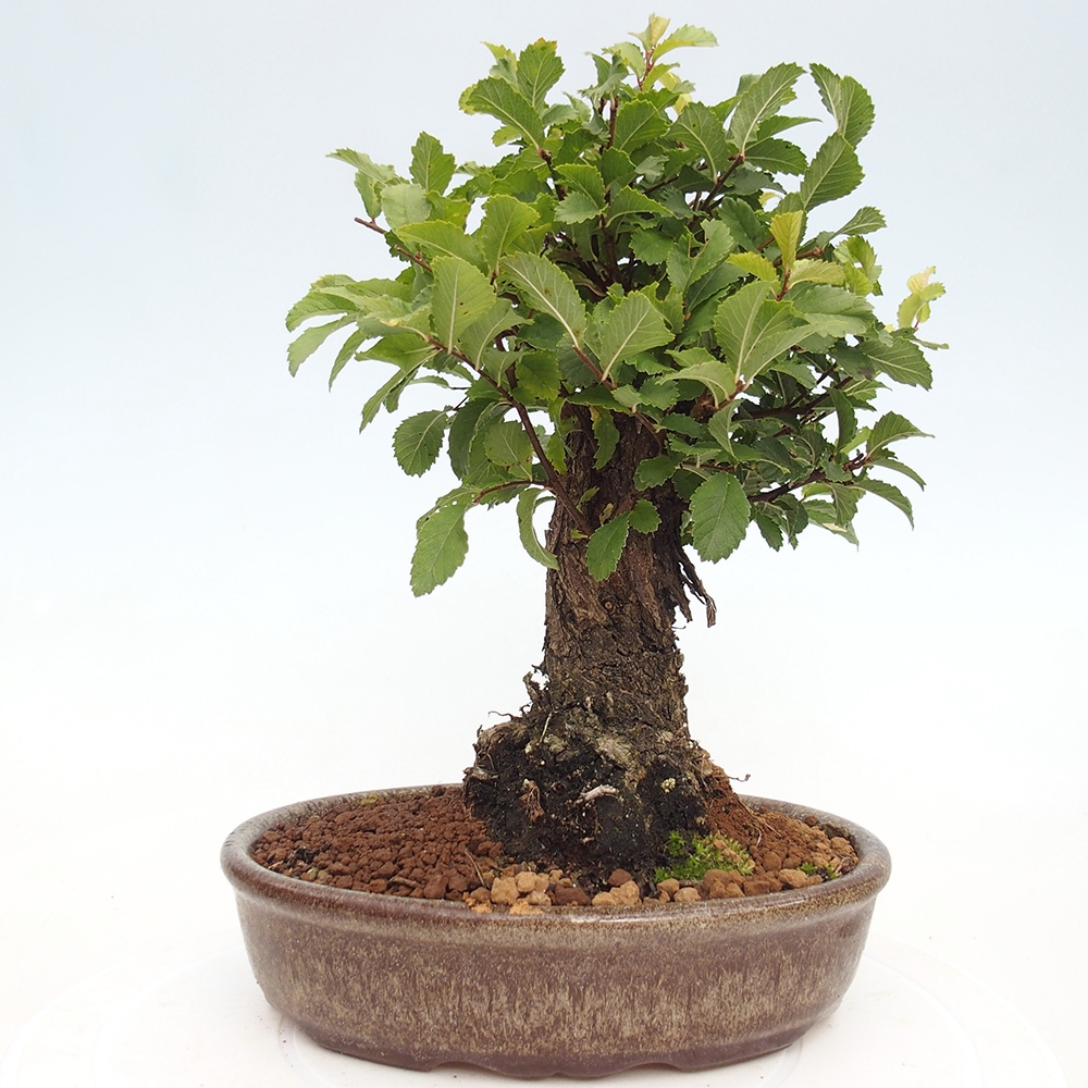 Kültéri bonsai - Zelkova - Zelkova NIRE