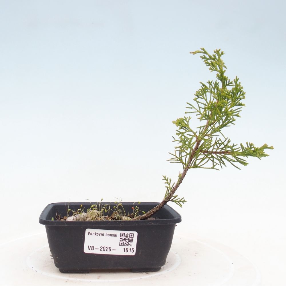 Kültéri bonsai - Juniperus chinensis Itoigawa