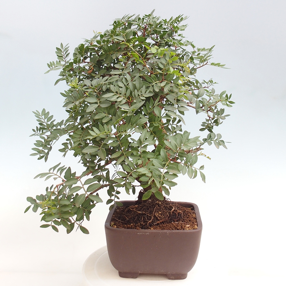 Szoba bonsai - Pisztácia