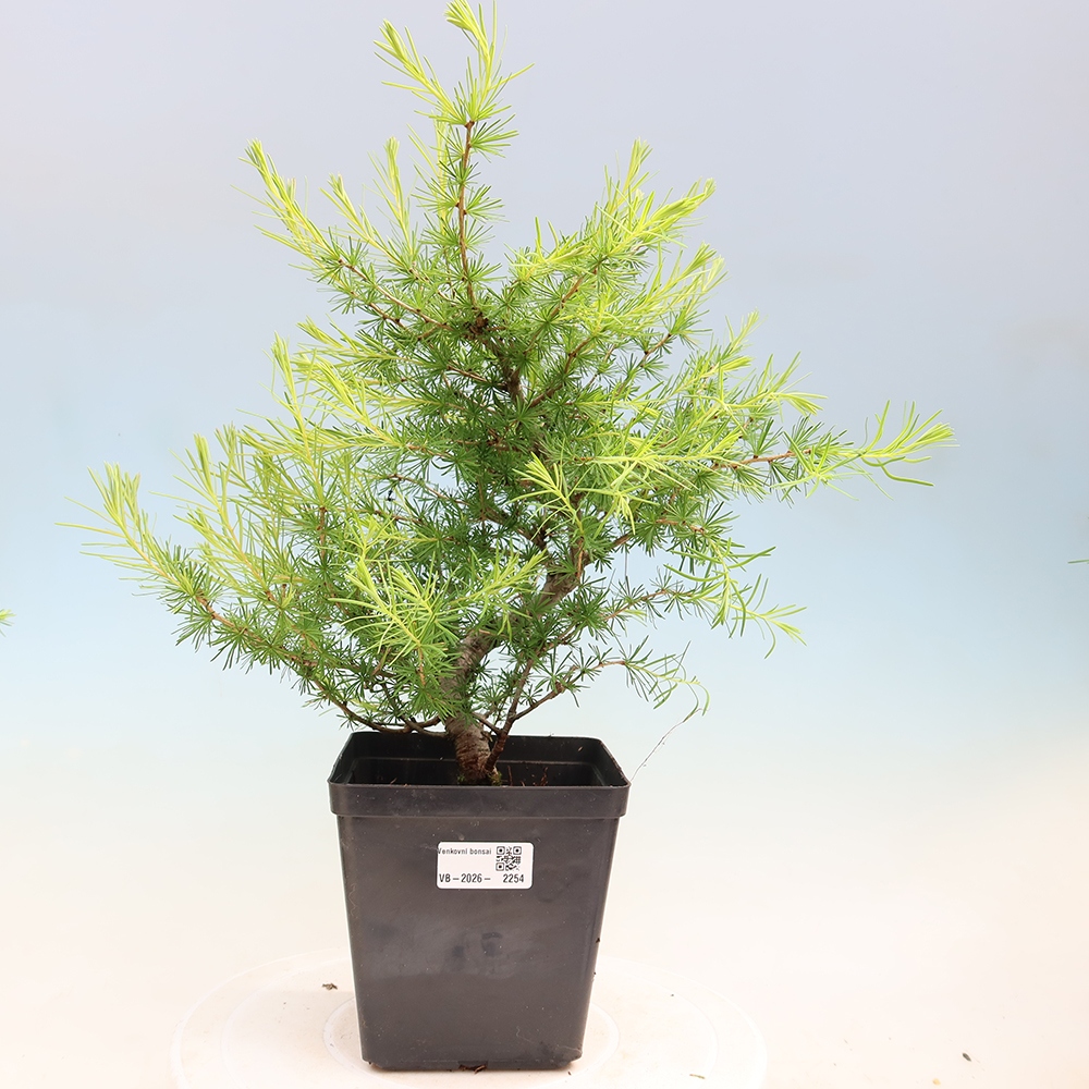 Kültéri bonsai - Larix decidua - vörösfenyő