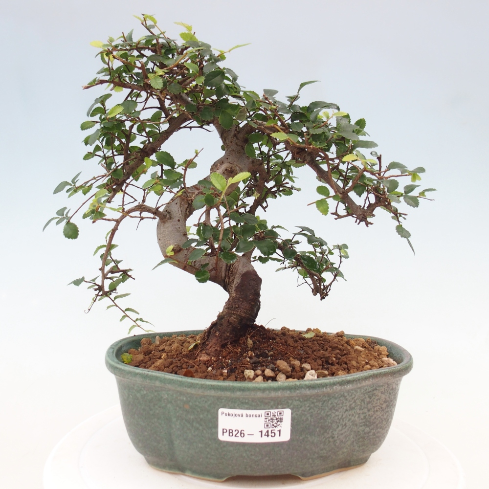 Szobai bonsai - Ulmus parvifolia - Kislevelű szilfa