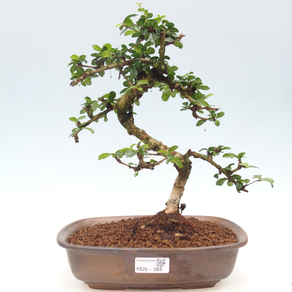 Szobai bonsai - Carmona macrophylla - Tea fuki