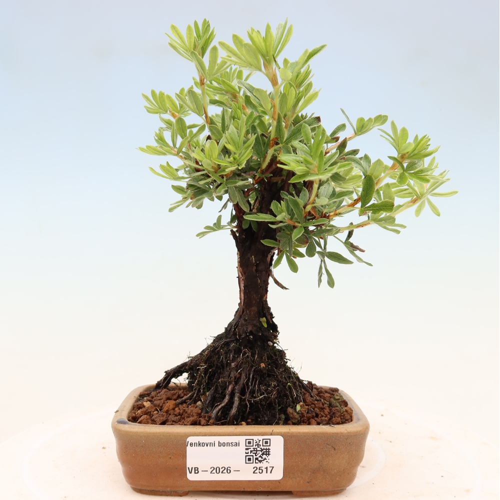 Kültéri bonsai - Potentila fruticosa