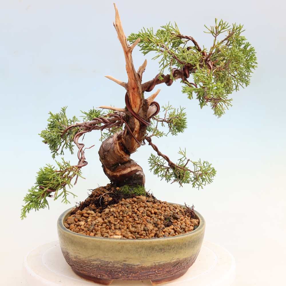 Kültéri bonsai - Juniperus chinensis Itoigawa-Juniperus chinensis