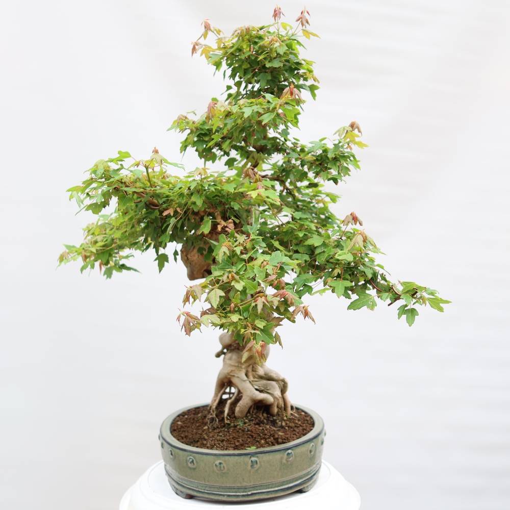 Kültéri bonsai - Juhar Burger - Acer Burgerianum