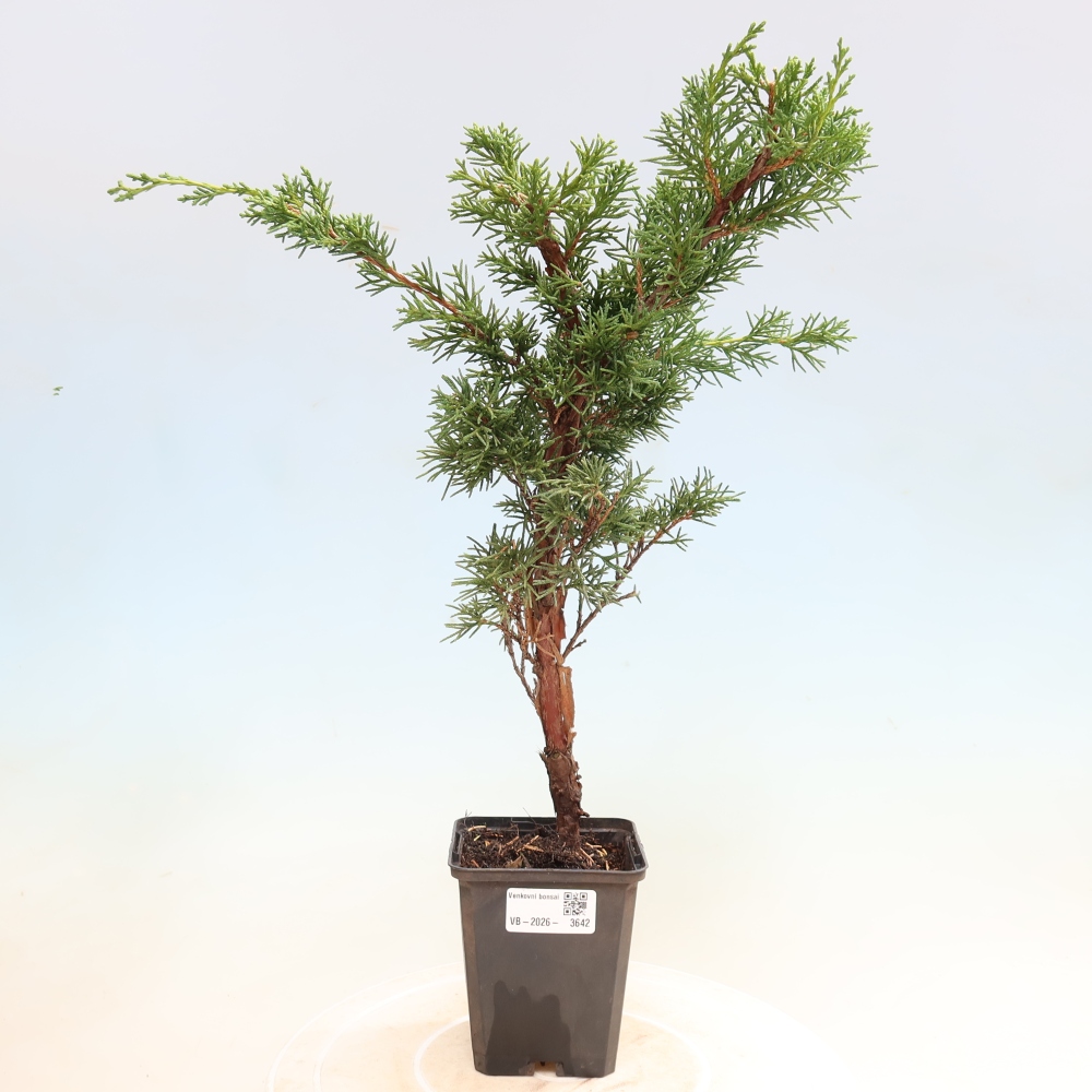 Kültéri bonsai - Juniperus chinensis Kishu