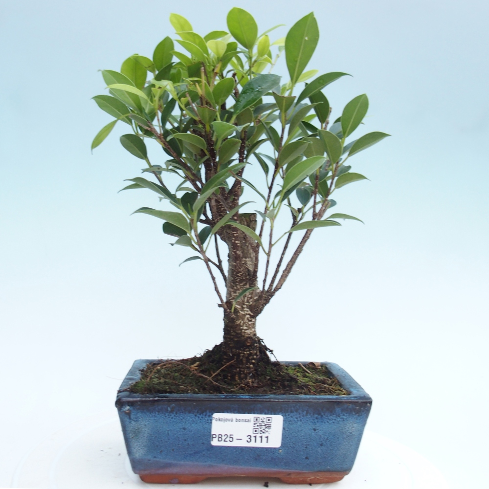 Szobai bonsai - Ficus retusa - kislevelű fikusz